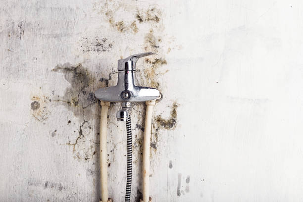Trusted Grandview, TX Mold Removal Experts