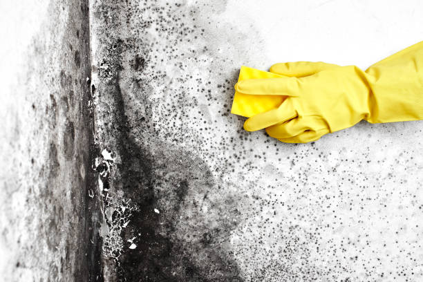 Best Mold Testing  in Grandview, TX