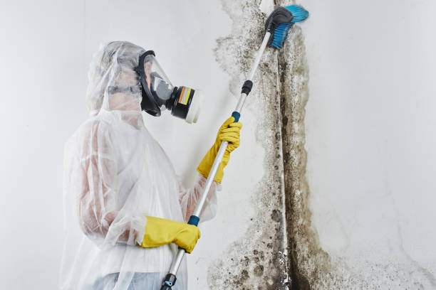 Best Commercial Mold Removal  in Grandview, TX