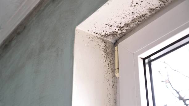 Best Certified Mold Removal  in Grandview, TX