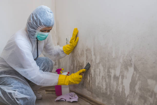 Professional Mold Removal in Grandview, TX