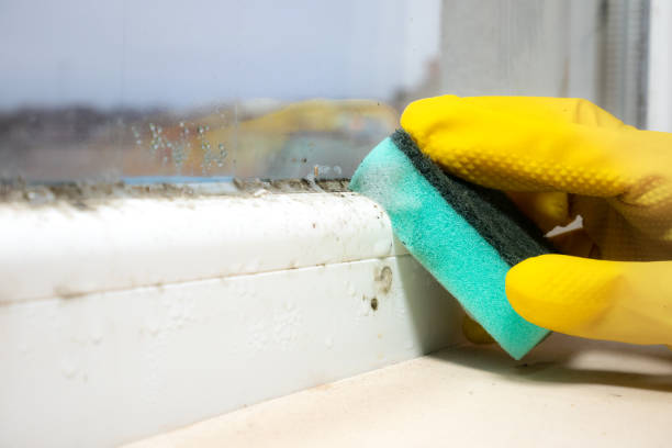Best Commercial Mold Removal  in Grandview, TX