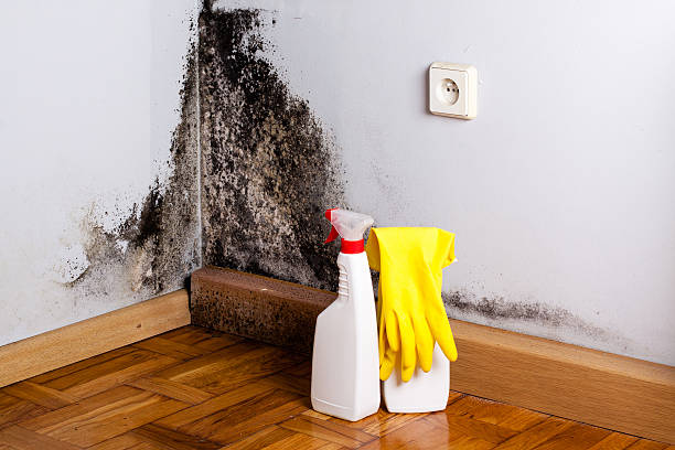 Best Emergency Mold Removal  in Grandview, TX