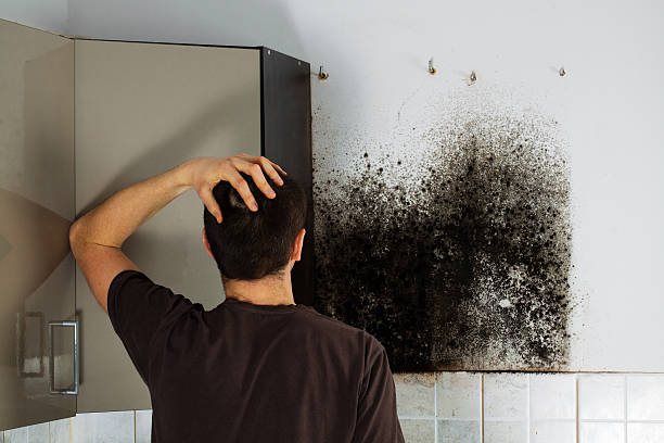 Best Commercial Mold Removal  in Grandview, TX
