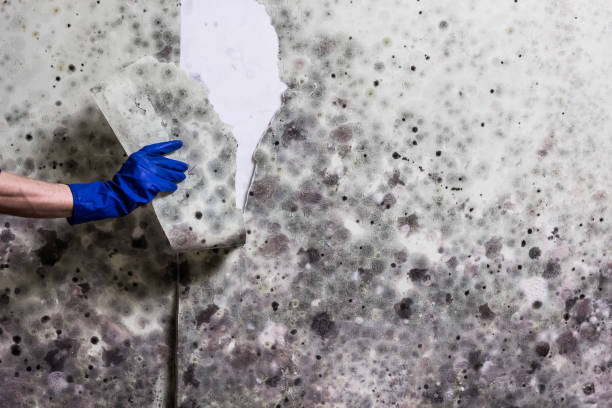 Best Attic Mold Removal  in Grandview, TX