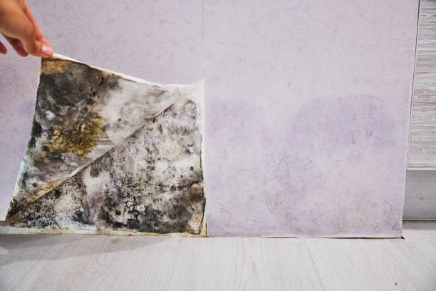 Best Mold Damage Repair  in Grandview, TX